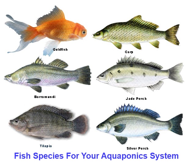 fish for aquaponics gardening